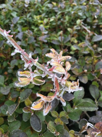 frozen-3