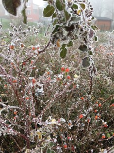 frozen-7