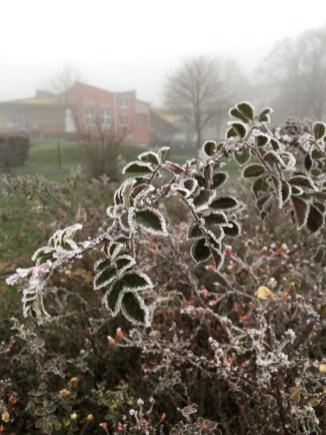 frozen-6