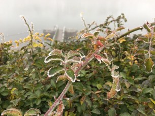 frozen-4
