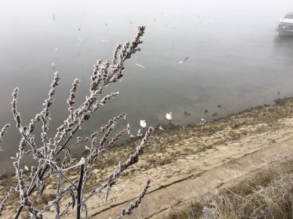frozen-1